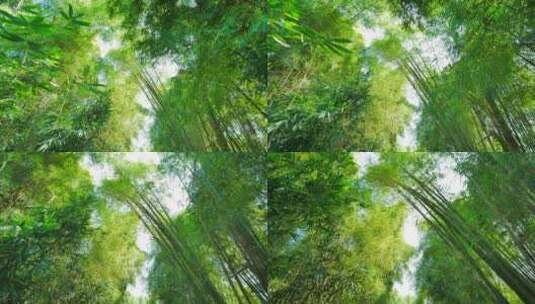 公园里的阳光竹林高清在线视频素材下载