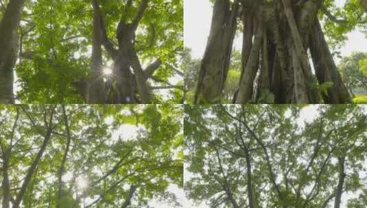 参天大树绿色环保自然百年树木阳光意境未来高清在线视频素材下载