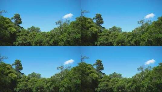 树林树木光影高清在线视频素材下载