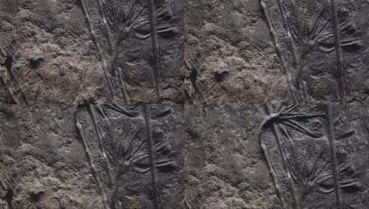 史前水生植物化石高清在线视频素材下载