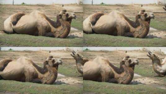 骆驼躺在地上高清在线视频素材下载