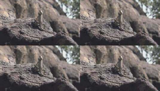 在岩石上晒日光浴的爬行动物高清在线视频素材下载