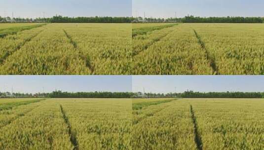 航拍大片金色的水稻麦田高清在线视频素材下载