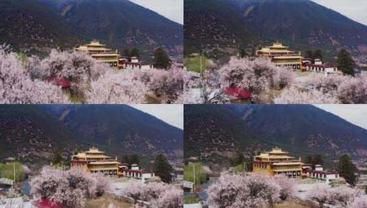 西藏林芝米林桃花乡村高清在线视频素材下载