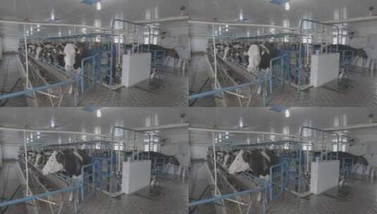 养牛场挤牛奶LOG视频素材高清在线视频素材下载