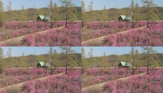 内蒙古达尔滨湖畔旅花丛木屋高清在线视频素材下载