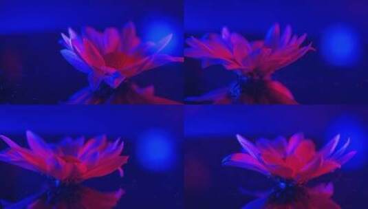 【镜头合集】红蓝光鲜花摄影雏菊非洲菊高清在线视频素材下载