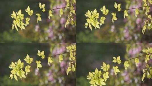 春天的植物和花卉高清在线视频素材下载