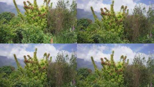 花园绿植大自然高清在线视频素材下载