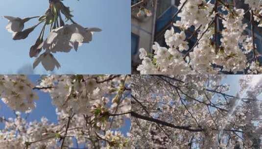 【镜头合集】白色桃花春天花开高清在线视频素材下载