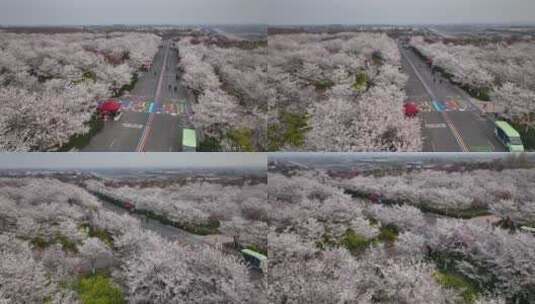 孤柏渡飞黄旅游区樱花园鲜花盛开高清在线视频素材下载