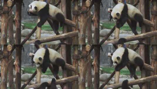 幼年大熊猫在玩耍高清在线视频素材下载