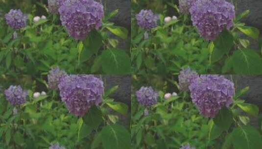 淡紫色的紫阳花2高清在线视频素材下载