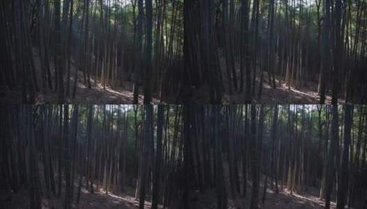 杭州西湖宝石山风景视频高清在线视频素材下载