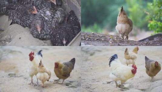 土鸡山鸡跑步鸡原生态养殖散养鸡高清在线视频素材下载