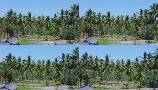 无人机掠过东南亚棕榈树椰子树高清在线视频素材下载