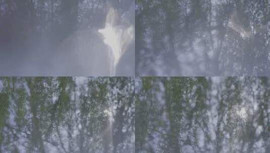 【自然风景】夏日柳树.炎热阳光氛围感4k高清在线视频素材下载