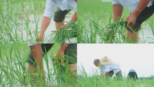 水稻种植高清在线视频素材下载