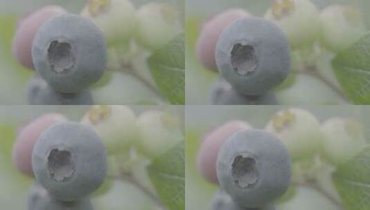 生长在大山里的蓝莓高清在线视频素材下载