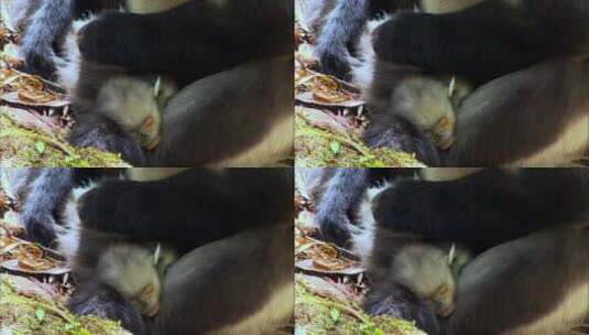 滇金丝猴相互梳理毛发3高清在线视频素材下载