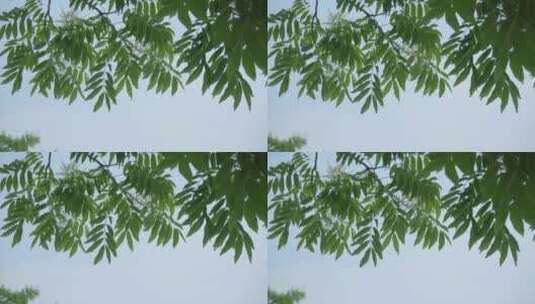 220516梅湖银杏树林A01671303高清在线视频素材下载