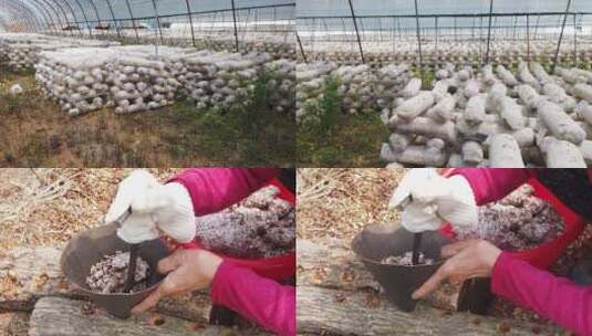 大棚菌菇种植高清在线视频素材下载