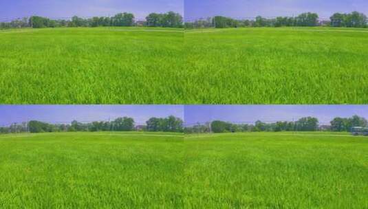 水稻田里的稻浪高清在线视频素材下载