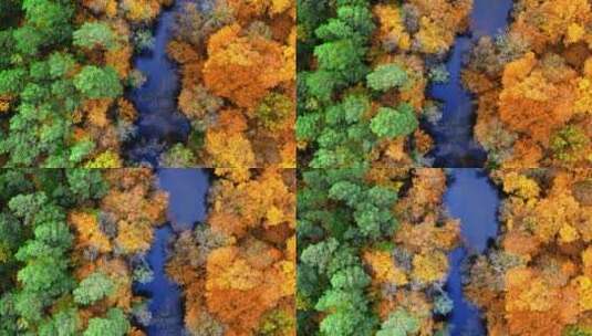 航拍彩色的森林高清在线视频素材下载