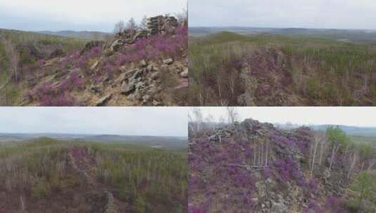 山林与紫色花海高清在线视频素材下载