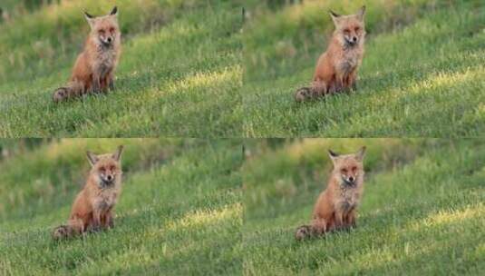 草坪上的红狐狸高清在线视频素材下载