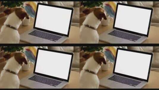 狗看着笔记本电脑屏幕高清在线视频素材下载