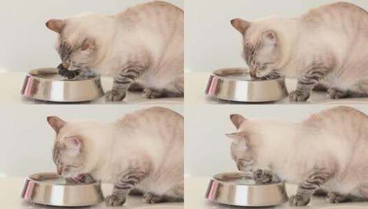 泰国猫在一碗水里洗脚。高清在线视频素材下载