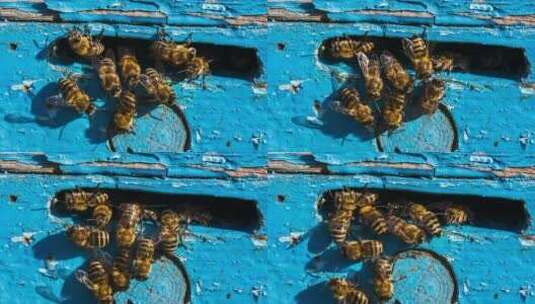 一群蜜蜂在蜂巢的入口处高清在线视频素材下载