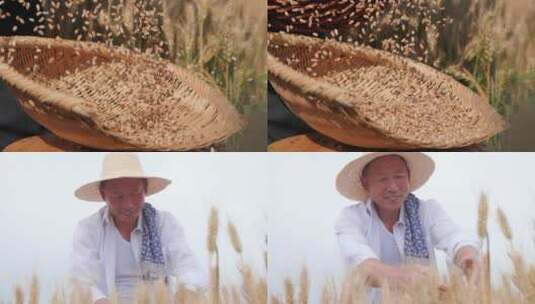 小麦丰收高清在线视频素材下载
