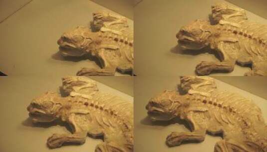古生物恐龙骨架化石标本高清在线视频素材下载