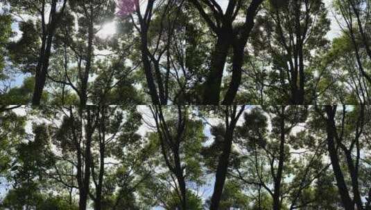 森林里抬头看树林仰视仰拍逆光仰望阳光树林高清在线视频素材下载
