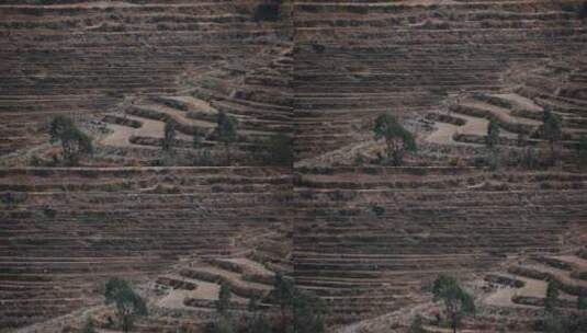 牧羊人视频云南山区梯田里吃草羊群高清在线视频素材下载