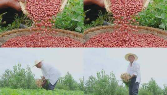 花生种植高清在线视频素材下载