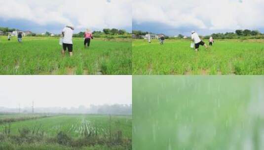 雨水滋润田中水稻高清在线视频素材下载