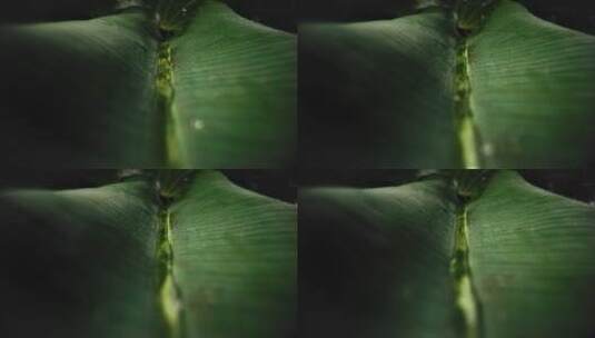 蕨类植物荷叶效应高清在线视频素材下载
