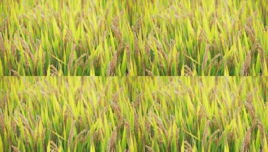 秋天农村水稻田成熟稻谷大米粮食庄稼高清在线视频素材下载