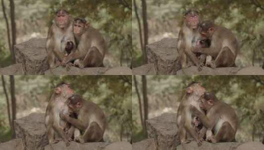 猴子正在哺乳高清在线视频素材下载