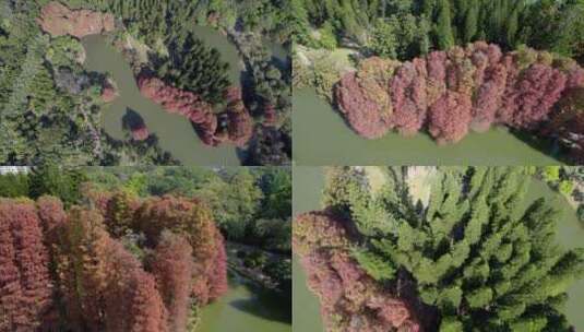 广州天河华南植物园水杉红杉落叶杉航拍高清在线视频素材下载