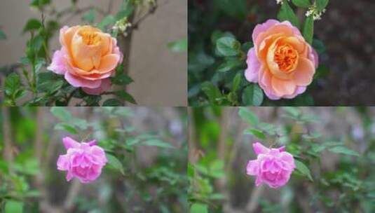 广东农村城市玫瑰花高清在线视频素材下载