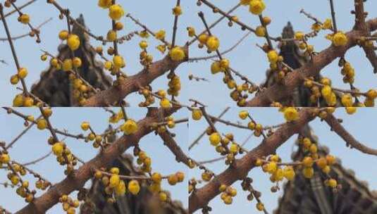 盛开的黄色腊梅花花朵高清在线视频素材下载