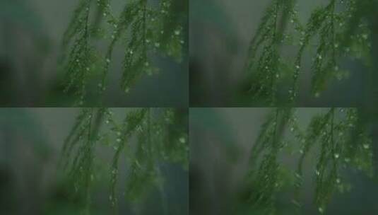 雨中的植物特写2高清在线视频素材下载