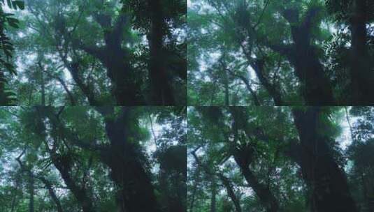 大自然下雨的森林高清在线视频素材下载