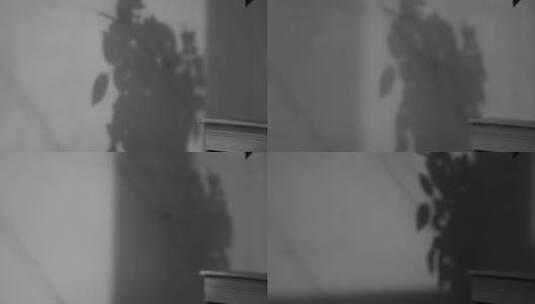 盆栽影子高清在线视频素材下载