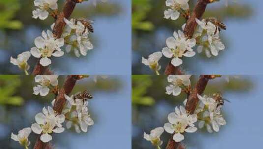 春暖花开蜜蜂采蜜特写高清在线视频素材下载