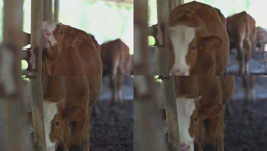 肉牛 肉牛养殖 (14)高清在线视频素材下载